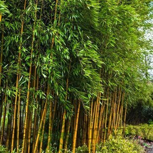 Bambus Aureocaulis 60/80 cm, v črepníku 5l Bamboo