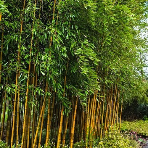 Bambus Aureocaulis 60/80 cm, v črepníku 5l Bamboo