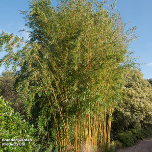 Bambus Aureocaulis (mrazuvzdorný) 150/200 cm v črepníku 18l Bamboo