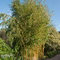 Bambus Aureocaulis (mrazuvzdorný) 150/200 cm v črepníku 18l Bamboo