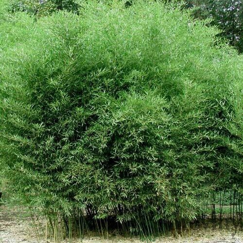 Bambus Bissetii (mrazuvzdorný) 60/80 cm, v črepníku 5l Bambus Bissetii
