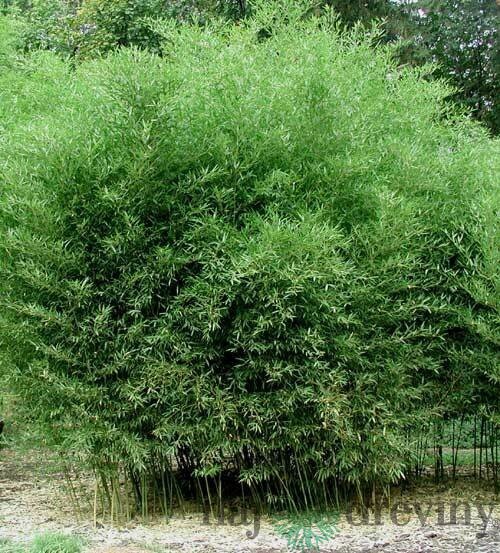 Bambus Bissetii (mrazuvzdorný) 60/80 cm, v črepníku 5l Bambus Bissetii