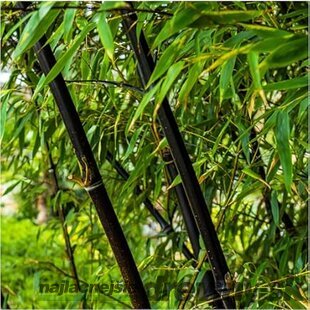 Bambus Fargesia nitida ‘Black Pearl‘ - mrazuvzdorný 60/80 cm v črepníku 3l Fargesia nitida ‘Black Pearl‘