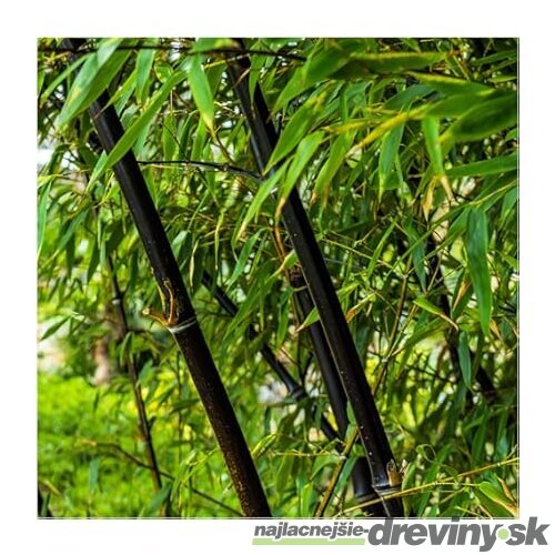 Bambus Fargesia nitida ‘Black Pearl‘ - mrazuvzdorný 60/80 cm v črepníku 3l Fargesia nitida ‘Black Pearl‘
