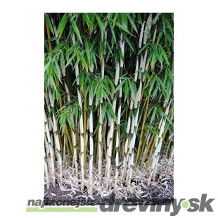 Bambus Fargesia robusta ‘Campbell‘ - mrazuvzdorný 40/60 cm v črepníku 3l Fargesia robusta ‘Campbell‘