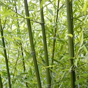 Bambus Fargesia rufa 30/50 cm, v črepníku Bamboo Fargesia rufa