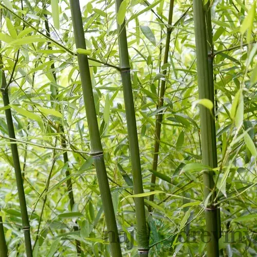 Bambus Fargesia rufa 30/50 cm, v črepníku Bamboo Fargesia rufa