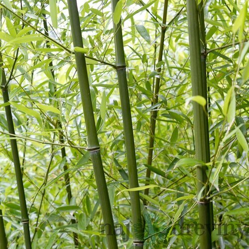 Bambus Fargesia rufa 30/50 cm, v črepníku Bamboo Fargesia rufa