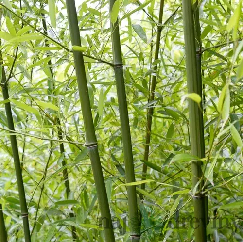 Bambus Fargesia rufa 30/50 cm, v črepníku Bamboo Fargesia rufa
