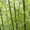 Bambus Fargesia rufa 30/50 cm, v črepníku Bamboo Fargesia rufa