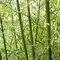 Bambus Fargesia rufa 30/50 cm, v črepníku Bamboo Fargesia rufa