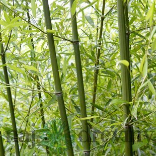 Bambus Fargesia rufa 70/90 cm, v črepníku Bamboo Fargesia rufa