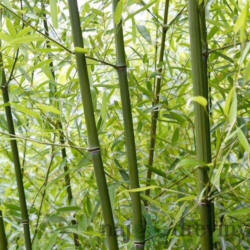 Bambus Fargesia rufa 70/90 cm, v črepníku Bamboo Fargesia rufa
