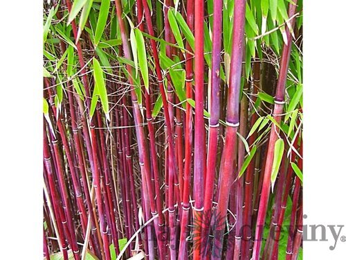 Bambus Fargesia scabrida ‘Asian Wonder‘ - mrazuvzdorný 40/60 cm v črepníku 3l Fargesia scabrida ‘Asian Wonder‘