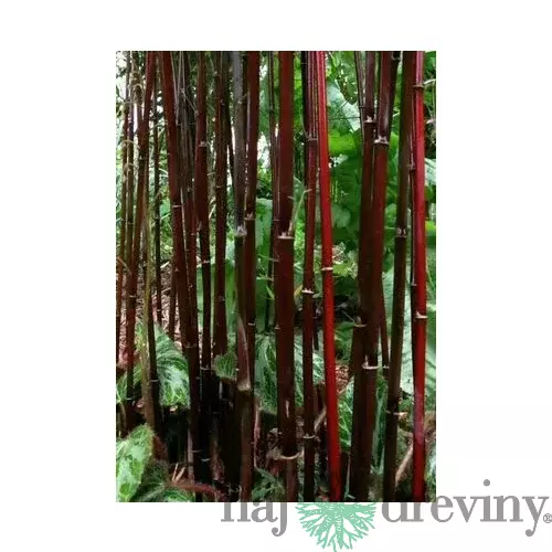 Bambus Jiuzhaigou 4 - mrazuvzdorný 40/60 cm v črepníku 3l Fargesia ‘Jiuzhaigou 4‘