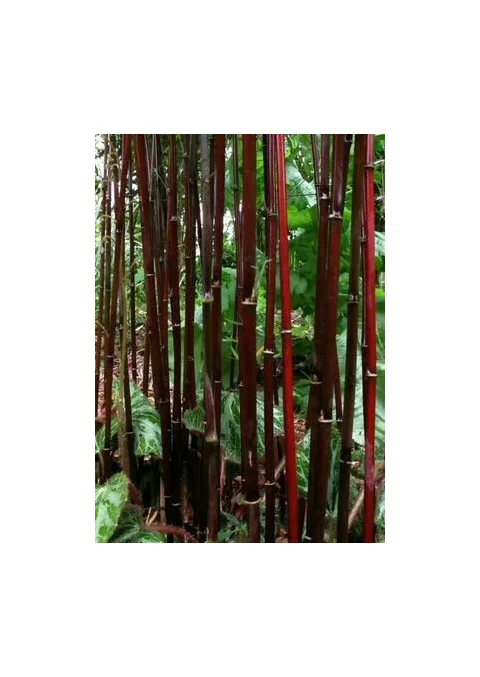 Bambus Jiuzhaigou 4 - mrazuvzdorný 40/60 cm v črepníku 3l Fargesia ‘Jiuzhaigou 4‘