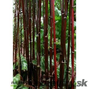 Bambus Jiuzhaigou 4 - mrazuvzdorný 40/60 cm v črepníku 3l Fargesia ‘Jiuzhaigou 4‘
