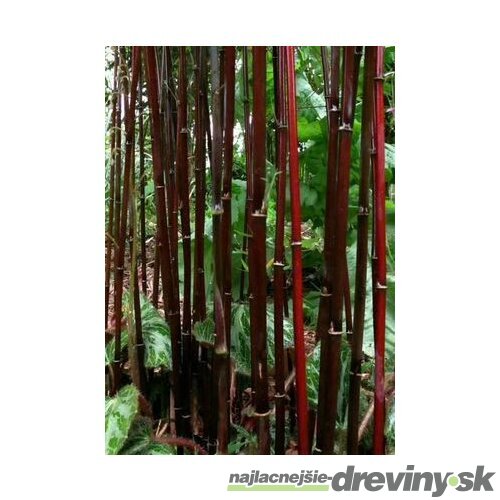 Bambus Jiuzhaigou 4 - mrazuvzdorný 40/60 cm v črepníku 3l Fargesia ‘Jiuzhaigou 4‘