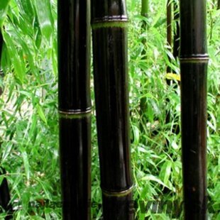 Bambus Nigra 175/200 cm, v črepníku Phyllostachys nigra