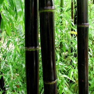 Bambus Nigra 175/200 cm, v črepníku Phyllostachys nigra