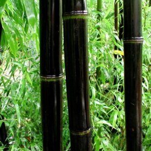 Bambus Nigra 175/200 cm, v črepníku Phyllostachys nigra