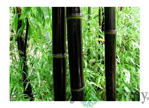 Bambus Nigra 175/200 cm, v črepníku Phyllostachys nigra