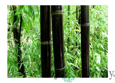 Bambus Nigra 175/200 cm, v črepníku Phyllostachys nigra