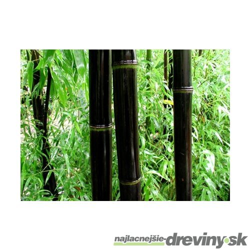 Bambus Nigra 175/200 cm, v črepníku Phyllostachys nigra