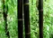 Bambus Nigra 175/200 cm, v črepníku Phyllostachys nigra