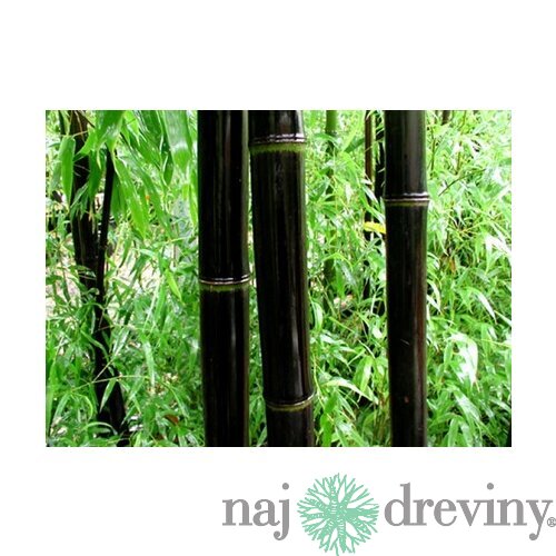 Bambus Nigra 175/200 cm, v črepníku Phyllostachys nigra