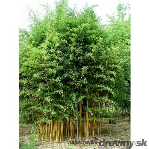 Bambus Phyllostachys Aurea (mrazuvzdorný) 180/220 cm v črepníku 18l Bambus phyllostachys Aurea