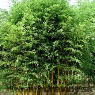 Bambus Phyllostachys Aurea (mrazuvzdorný) 180/220 cm v črepníku 18l Bambus phyllostachys Aurea