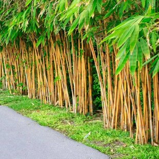 Bambus Phyllostachys Aurea (mrazuvzdorný) 300/350 cm v črepníku 30l Phyllostachys Aurea