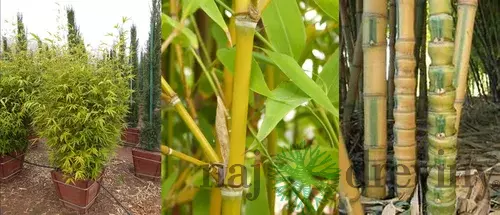 Bambus Phyllostachys Aurea (mrazuvzdorný) 60/80 cm, v črepníku 5l Bambus phyllostachys Aurea