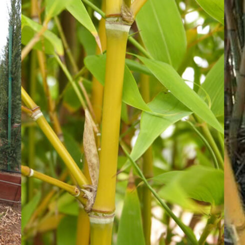 Bambus Phyllostachys Aurea (mrazuvzdorný) 60/80 cm, v črepníku 5l Bambus phyllostachys Aurea