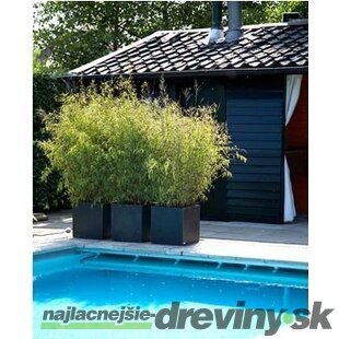 Bambus Phyllostachys Bissetii (mrazvuvzdorný) 180/220 cm, v črepníku 18l Bambus phyllostachys Bissetii