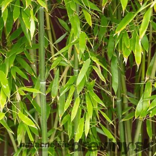 Bambus Phyllostachys Bissetii (mrazvuvzdorný) 350/400 cm, v črepníku 30l Phyllostachys Bissetii