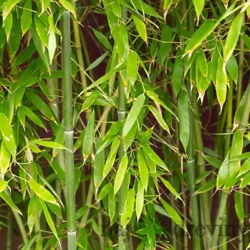 Bambus Phyllostachys Bissetii (mrazvuvzdorný) 350/400 cm, v črepníku 30l Phyllostachys Bissetii