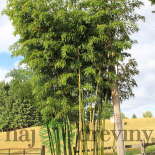 Bambus Vivax (mrazuvzdorný) 250/350 cm, v črepníku 5l Bamboo