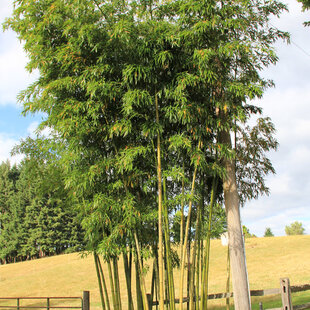 Bambus Vivax (mrazuvzdorný) 250/350 cm, v črepníku 5l Bamboo