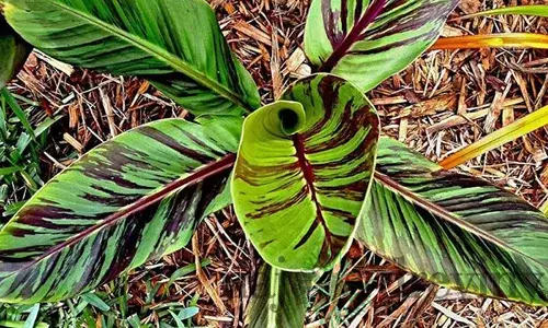 Banánovník himálajský Red Tiger 30/60 cm v črepníku 2l Musa Basjoo