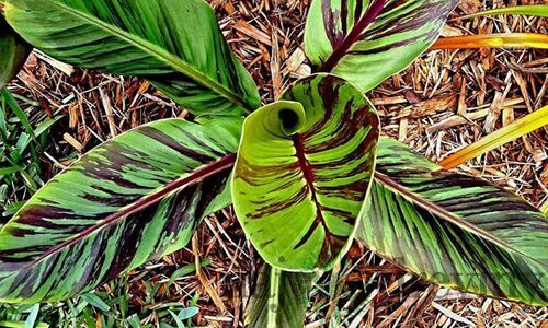 Banánovník himálajský Red Tiger 30/60 cm v črepníku 2l Musa Basjoo
