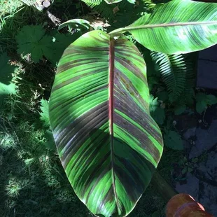 Banánovník himálajský Red Tiger 30/60 cm v črepníku 2l Musa Basjoo