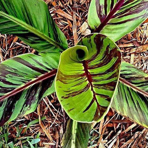 Banánovník himálajský Red Tiger 30/60 cm v črepníku 2l Musa Basjoo