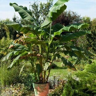 Banánovník japonský, výška 90/110 cm, v črepníku 35l Musa Basjoo