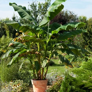 Banánovník japonský, výška 90/110 cm, v črepníku 35l Musa Basjoo