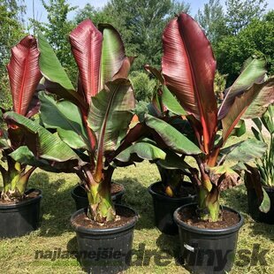 Banánovník Musa Maurelli - červený habešský banán, výška 60/70 cm, v črepníku Ensete ventricosum Maurelli