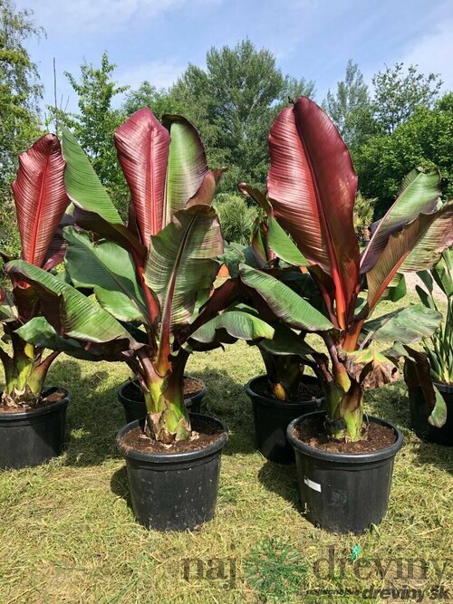 Banánovník Musa Maurelli - červený habešský banán, výška 60/70 cm, v črepníku Ensete ventricosum Maurelli