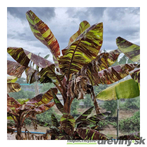Banánovník Musa sikkimensis Ever Red 50/70 cm v črepníku 2l Musa sikkimensis Ever Red