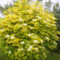 Baza čierna Aurea, výška 40/+ cm, v črepníku 4l Sambucus nigra Aurea